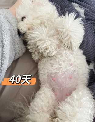 狗狗孕期(狗狗孕期多长时间生产) 第2张 狗狗孕期(狗狗孕期多长时间生产) 第2张