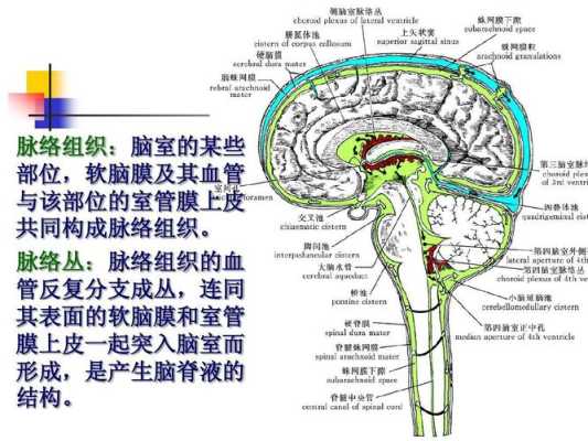 胎儿双侧脉络丛囊肿需要注意什么,胎儿双侧侧脑室脉络丛囊肿是什么意思 第1张 胎儿双侧脉络丛囊肿需要注意什么,胎儿双侧侧脑室脉络丛囊肿是什么意思 第1张