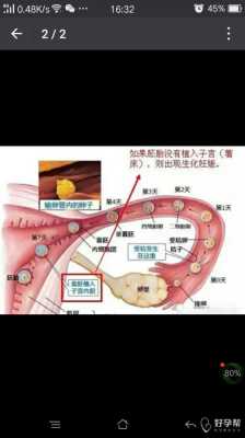 胎儿生化是什么症状(生化妊娠为什么会腹痛的啊?还是很想知道的) 第2张 胎儿生化是什么症状(生化妊娠为什么会腹痛的啊?还是很想知道的) 第2张