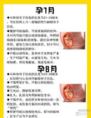 人类的生育过程,孕期过程1-10月图片 第3张 人类的生育过程,孕期过程1-10月图片 第3张