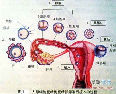 人类的生育过程,孕期过程1-10月图片 第2张 人类的生育过程,孕期过程1-10月图片 第2张