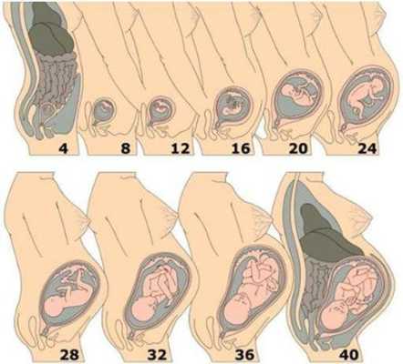 怀孕12周肚子有多大？12周的胎儿有胎动了吗,孕期12周检查什么项目  第2张