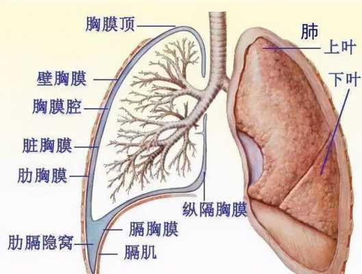 胎儿胸腔积液还能要吗（胎儿胸腔积液还能要吗）  第2张