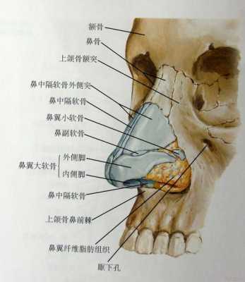 胎儿鼻骨长标准对照表(23周胎儿鼻骨长标准对照表) 第1张 胎儿鼻骨长标准对照表(23周胎儿鼻骨长标准对照表) 第1张
