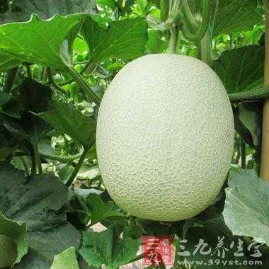 孕妇吃甜瓜对胎儿好吗(孕妇吃甜瓜对胎儿好吗有影响吗) 第2张 孕妇吃甜瓜对胎儿好吗(孕妇吃甜瓜对胎儿好吗有影响吗) 第2张