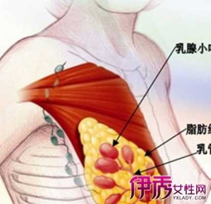 孕期乳晕(怀孕后期乳头周围乳晕上有疙瘩怎么回事) 第3张 孕期乳晕(怀孕后期乳头周围乳晕上有疙瘩怎么回事) 第3张