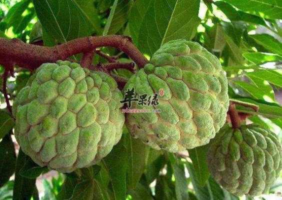1岁宝宝可以吃番荔枝吗,怀孕吃荔枝对胎儿好吗有影响吗 第3张 1岁宝宝可以吃番荔枝吗,怀孕吃荔枝对胎儿好吗有影响吗 第3张