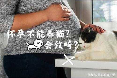 孕期养猫(孕期养猫对胎儿有什么影响) 第3张 孕期养猫(孕期养猫对胎儿有什么影响) 第3张