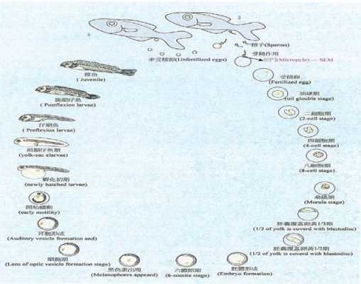 论述鱼类胚胎发育过程,怀孕每个阶段胎儿变化图  第1张