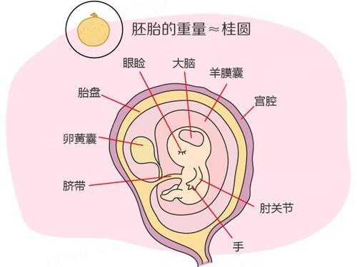 怀孕8周,胚芽长8mm,正常吗,孕期8周胎儿有多大 第2张 怀孕8周,胚芽长8mm,正常吗,孕期8周胎儿有多大 第2张