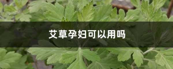 孕期艾灸(孕妇可以吃艾草吗) 第1张 孕期艾灸(孕妇可以吃艾草吗) 第1张