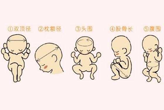 胎儿的双顶径指的是什么(胎儿的双顶径指的是什么部位) 第2张 胎儿的双顶径指的是什么(胎儿的双顶径指的是什么部位) 第2张