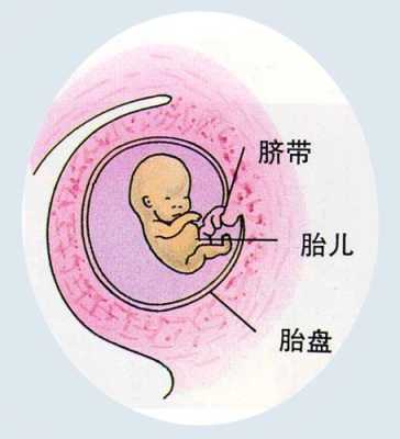 两个胎儿共用一个胎盘(单担和孖担区别) 第3张 两个胎儿共用一个胎盘(单担和孖担区别) 第3张