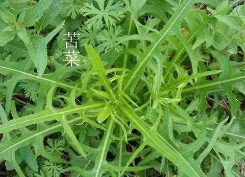 孕妇吃苦菜对胎儿好吗(孕妇吃苦菜对胎儿好吗) 第2张 孕妇吃苦菜对胎儿好吗(孕妇吃苦菜对胎儿好吗) 第2张