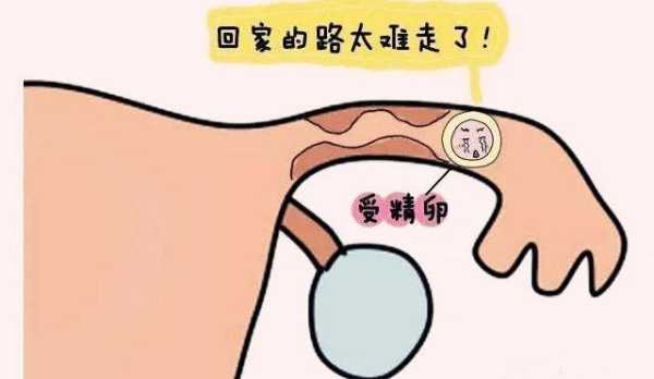 壁孕期(壁孕期最安全什么时候) 第2张 壁孕期(壁孕期最安全什么时候) 第2张