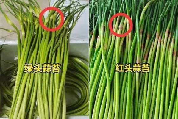 孕妇吃蒜苔对胎儿好吗(产妇能吃蒜苗吗) 第3张 孕妇吃蒜苔对胎儿好吗(产妇能吃蒜苗吗) 第3张