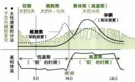 孕期雌激素（孕期雌激素水平变化规律）  第2张