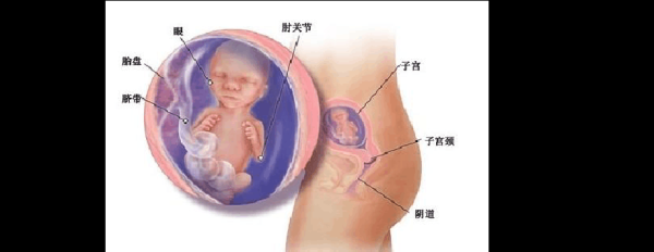 孕期17周(17周胎儿在肚子的位置是哪里呢?上面还是下面呢) 第2张 孕期17周(17周胎儿在肚子的位置是哪里呢?上面还是下面呢) 第2张