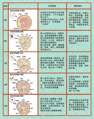 孕期胎儿十月发育过程图(怀孕1-40周胎儿发育过程图) 第1张 孕期胎儿十月发育过程图(怀孕1-40周胎儿发育过程图) 第1张