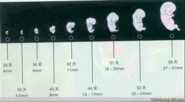 孕期胎儿十月发育过程图(怀孕1-40周胎儿发育过程图) 第3张 孕期胎儿十月发育过程图(怀孕1-40周胎儿发育过程图) 第3张