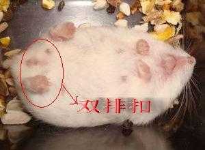 仓鼠孕期(仓鼠怀孕特征) 第1张 仓鼠孕期(仓鼠怀孕特征) 第1张