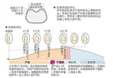 孕期熊(孕期胸部胀痛会持续多久) 第1张 孕期熊(孕期胸部胀痛会持续多久) 第1张