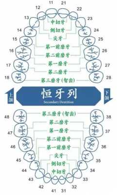 听说牙齿也可以做亲子鉴定是真的吗, 第2张 听说牙齿也可以做亲子鉴定是真的吗, 第2张