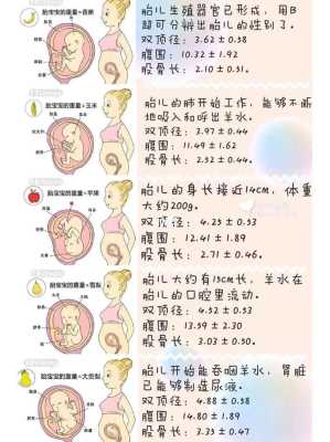 如何测量胎儿体重公式(如何测量胎儿体重公式) 第2张 如何测量胎儿体重公式(如何测量胎儿体重公式) 第2张