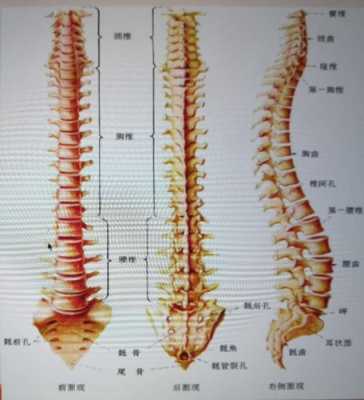 胎儿脊柱男女区别图(胎儿脊柱男女区别图示) 第1张 胎儿脊柱男女区别图(胎儿脊柱男女区别图示) 第1张