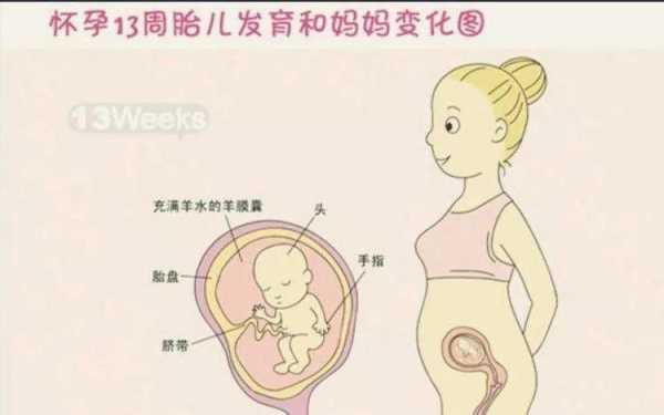 胎儿脊柱男女区别图(胎儿脊柱男女区别图示) 第3张 胎儿脊柱男女区别图(胎儿脊柱男女区别图示) 第3张