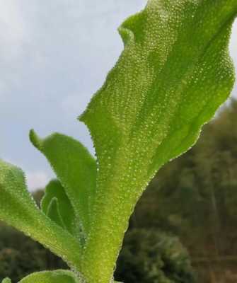 孕期绿色分泌物(孕期绿色分泌物是怎么回事) 第1张 孕期绿色分泌物(孕期绿色分泌物是怎么回事) 第1张