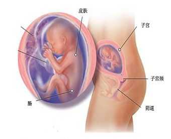 孕五个半月胎儿多大（孕五个半月胎儿多大）  第2张
