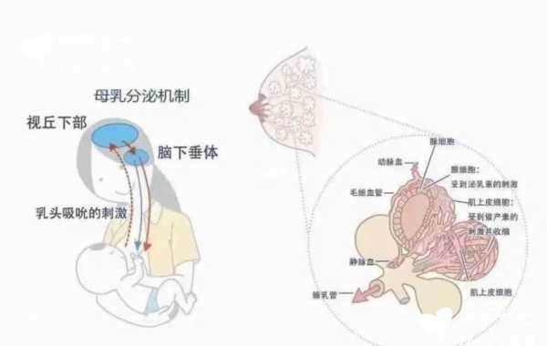 哺乳期乳房很痒怎么回事呢,孕期乳房痒是怎么回事 第2张 哺乳期乳房很痒怎么回事呢,孕期乳房痒是怎么回事 第2张