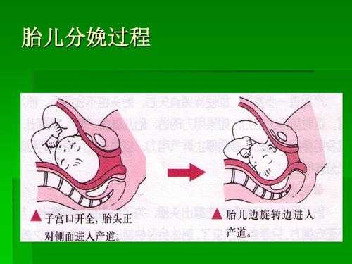 胎儿娩出过程下降衔接(胎儿出生下降,衔接) 第2张 胎儿娩出过程下降衔接(胎儿出生下降,衔接) 第2张