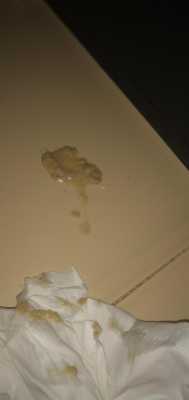 为什么,怀孕的母猫呕吐出黄色的液体,孕期吐黄水苦水是怎么回事 恶心 第1张 为什么,怀孕的母猫呕吐出黄色的液体,孕期吐黄水苦水是怎么回事 恶心 第1张