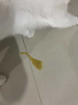 为什么,怀孕的母猫呕吐出黄色的液体,孕期吐黄水苦水是怎么回事 恶心 第3张 为什么,怀孕的母猫呕吐出黄色的液体,孕期吐黄水苦水是怎么回事 恶心 第3张