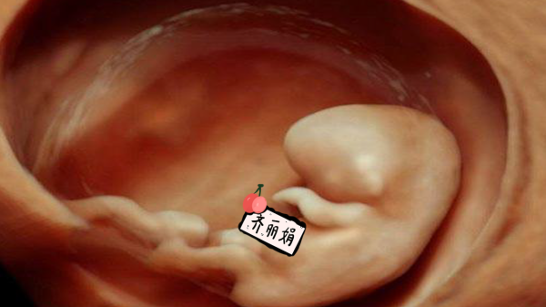 26周宝宝在肚子里什么样的,孕26周胎儿在肚子姿势图片  第2张