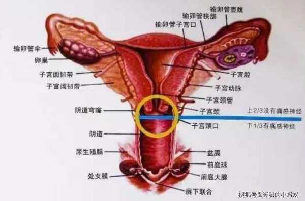 孕期宫颈息肉怎么办,孕期宫颈炎会影响胎儿发育吗  第2张