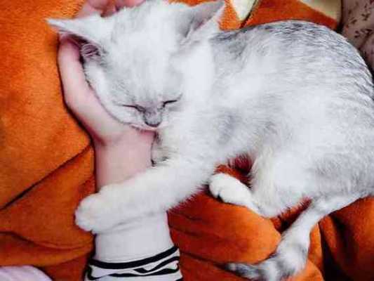 孕期梦到猫(孕期梦到猫是男孩还是女孩) 第2张 孕期梦到猫(孕期梦到猫是男孩还是女孩) 第2张