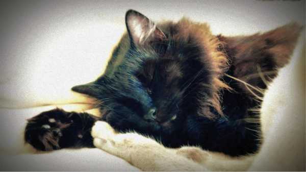 孕期梦到猫(孕期梦到猫是男孩还是女孩) 第3张 孕期梦到猫(孕期梦到猫是男孩还是女孩) 第3张