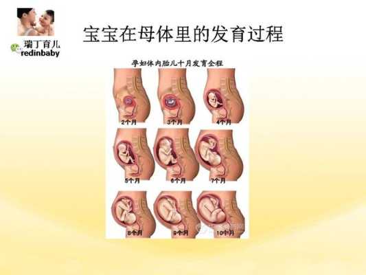 受精卵发育成胎儿过程(受精卵发育成胎儿过程图) 第2张 受精卵发育成胎儿过程(受精卵发育成胎儿过程图) 第2张