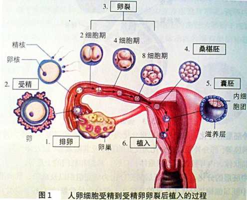 受精卵发育成胎儿过程(受精卵发育成胎儿过程图) 第1张 受精卵发育成胎儿过程(受精卵发育成胎儿过程图) 第1张