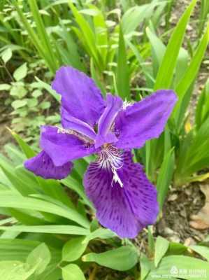 孕期梦见花(代表梦境的紫色花) 第1张 孕期梦见花(代表梦境的紫色花) 第1张