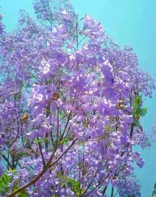 孕期梦见花(代表梦境的紫色花) 第3张 孕期梦见花(代表梦境的紫色花) 第3张