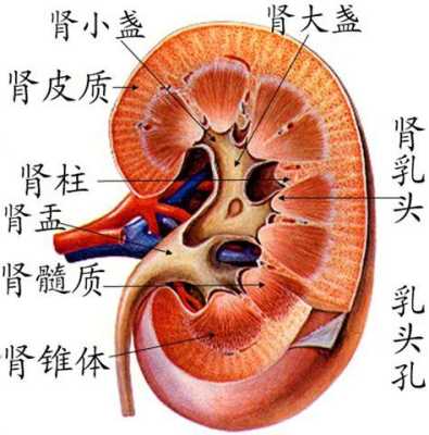 胎儿左右肾盂分离是什么意思(胎儿左右肾盂分离是什么意思能看出性别吗) 第2张 胎儿左右肾盂分离是什么意思(胎儿左右肾盂分离是什么意思能看出性别吗) 第2张