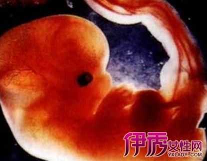 两个月的胎儿有灵魂吗(两个月的胎儿有灵魂吗图片) 第1张 两个月的胎儿有灵魂吗(两个月的胎儿有灵魂吗图片) 第1张