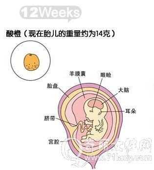 胎儿几个月(胎儿几个月能分辨出男女) 第3张 胎儿几个月(胎儿几个月能分辨出男女) 第3张