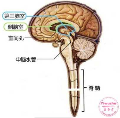胎儿脑室(胎儿左右脑室宽度标准差) 第1张 胎儿脑室(胎儿左右脑室宽度标准差) 第1张