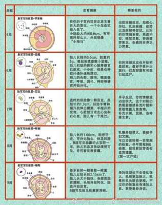 胎儿的发育（胎儿的发育过程 全程）  第1张