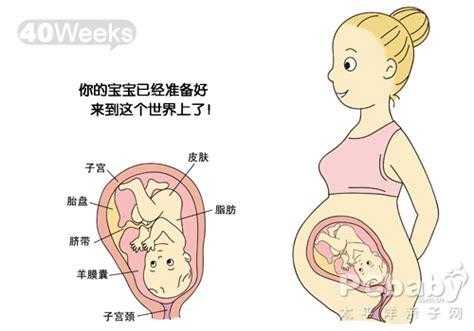 胎儿28周（怀孕28周，胎儿长到肚子什么位置）  第2张